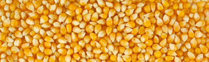 Organic Yellow Maize Corn, for Human Food, Making Popcorn