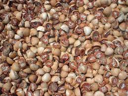 Dried Split Betel Nuts