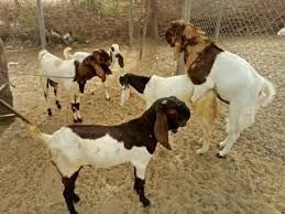 Totapuri Goats