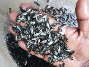 monosex tilapia fish seeds