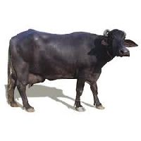 Dairy Buffalo