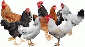 Gavran Poultry Chicks