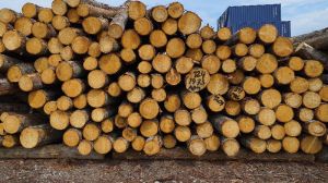 Spruce Wood Logs
