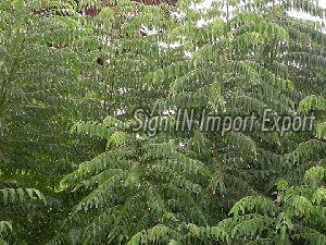 Curry Leaves - murraya koenigii Suppliers, Curry Leaves ...