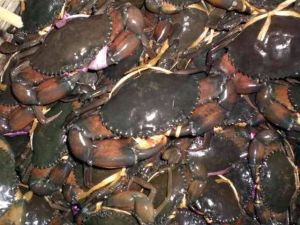 Live Crab, Packaging Size : 300 gm above