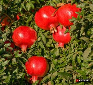 pomegranate