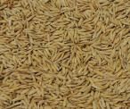 Hybrid Rice Seeds