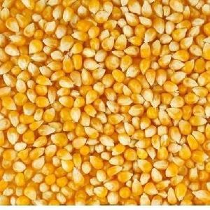 Food Grains