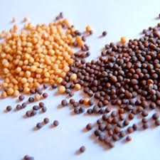 mustard seeds