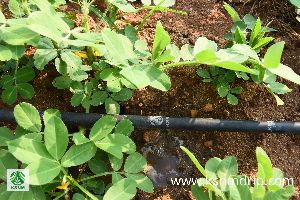 Farm Drip Irrigation System