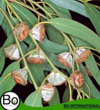 Eucalyptus Lemon Essential Oil