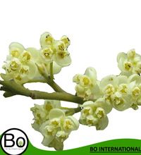 Litsea Cubeba Essential Oil