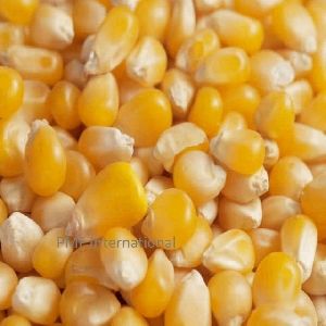 yellow corn maize