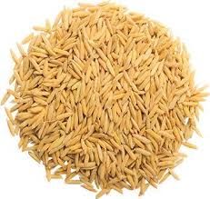 paddy rice