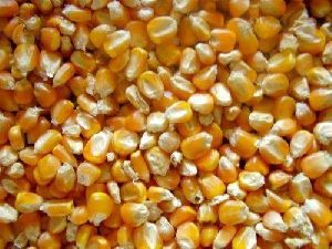 Yellow Animal Feed Corn