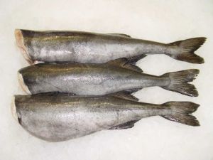 Frozen Black Cod Or Sablefish HG
