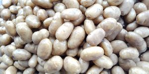 Potato Seeds