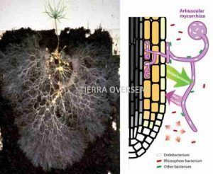 VAM Vesicular Arbuscular Mycorrhiza