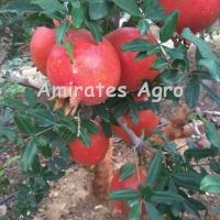 Fresh Pomegranates