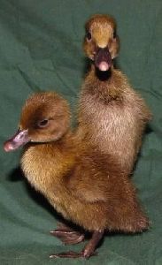 Duck Day Old Chicks