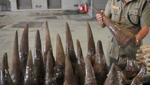 Rhino Horn Available in Stock