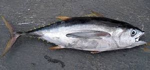 Fresh Tuna Fish