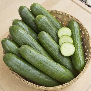 fresh cucumber