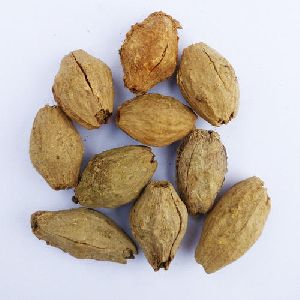 Seeds