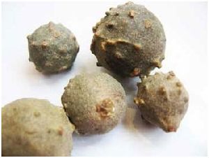 QUERCUS INFECTORIA FRUITS POWDER