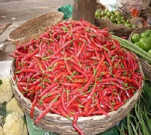 RED CHILLI Spices