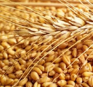 Barley,  Cultivation Type : Natural