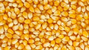 Corn