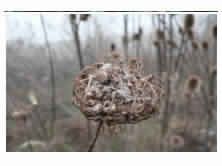 Daucus Carota Seed