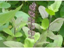 Ocimum sanctum herb/Leaf