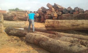 Hardwood Board Hardwood Board