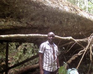 Lumber Saws Lumber Saws