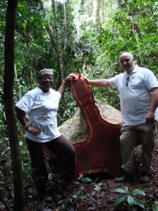 Okoume African Timber Logs,venner,decking For Best Offer Okoume African Timber Logs,venner,decking For Best Offer