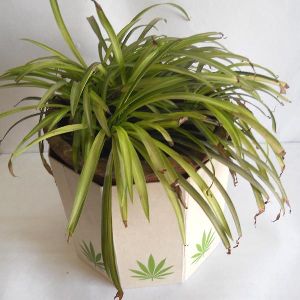 Hemp paper printed hemp leaves collapsible planter