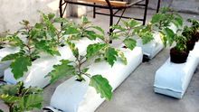 Coir Planter coco pith grow bags