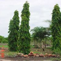 Ashoka Single Plant