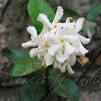 Confederate Jasmine Plant