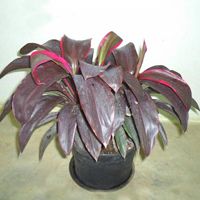 Cordyline Sulochana Plant