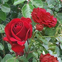 Dublin Bay Rose Plant