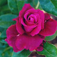Intrigue Rose Plant