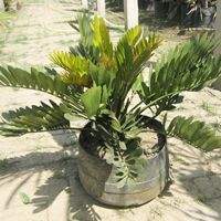 Zamia Palm Plant