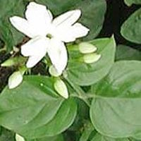 Jasmine Plant