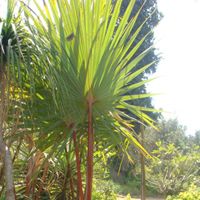 Latania Rubra Plant