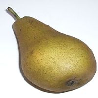 Pear Plant