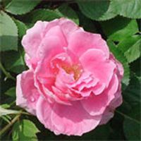 pink rose plant