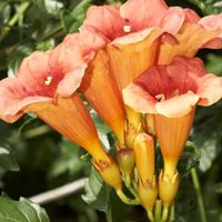 Tecoma Grandiflora Plant